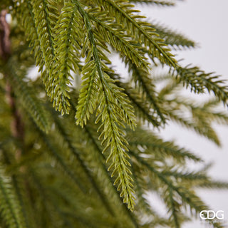 EDG Enzo De Gasperi Pino Cryptomeria in Vase H152 cm Real Touch