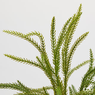 EDG Enzo De Gasperi Ramo di Criptomeria H71 cm