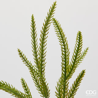 EDG Enzo De Gasperi Ramo di Criptomeria H85 cm