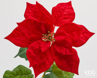 EDG Enzo De Gasperi Stella di Natale Real H70 cm