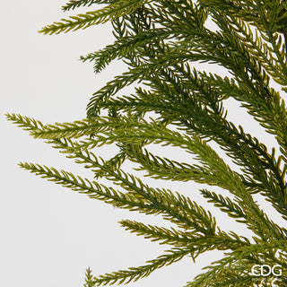 EDG Enzo De Gasperi Festone Cryptomeria L210 cm