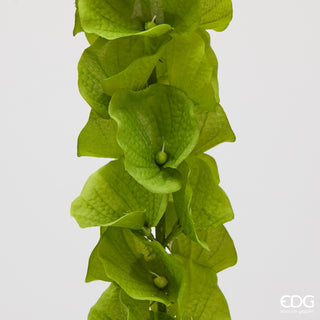 EDG Enzo De Gasperi Ramo di Molucella H108 cm