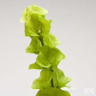 EDG Enzo De Gasperi Ramo di Molucella H108 cm