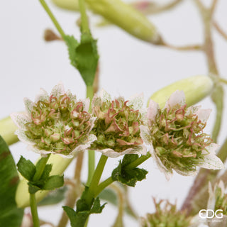 EDG Enzo De Gasperi Protea Composizione con Foglie H34 cm