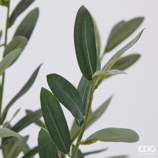 EDG Enzo De Gasperi Pianta Olivo con Vaso H45 cm