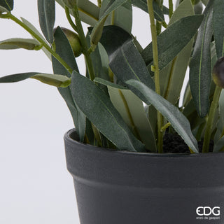 EDG Enzo De Gasperi Pianta Olivo con Vaso H45 cm