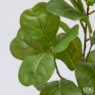 EDG Enzo De Gasperi Pianta Ficus Lyrata con Vaso H45 cm