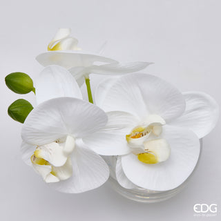 EDG Enzo De Gasperi Orchidea Phalaenopsis con Bocciolo e Vaso H15 cm Bianco