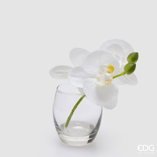 EDG Enzo De Gasperi Orchidea Phalaenopsis con Bocciolo e Vaso H15 cm Bianco