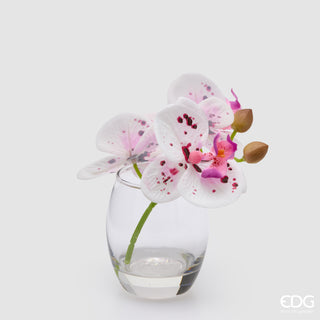 EDG Enzo De Gasperi Orchidea Phalaenopsis con Bocciolo e Vaso H15 cm Sfumato Rosa