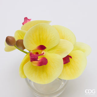 EDG Enzo De Gasperi Orchidea Phalaenopsis con Bocciolo e Vaso H15 cm Giallo