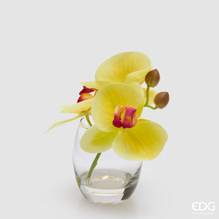EDG Enzo De Gasperi Orchidea Phalaenopsis con Bocciolo e Vaso H15 cm Giallo