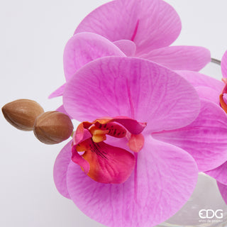 EDG Enzo De Gasperi Orchidea Phalaenopsis con Bocciolo e Vaso H15 cm Rosa Scuro