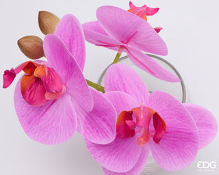 EDG Enzo De Gasperi Orchidea Phalaenopsis con Bocciolo e Vaso H15 cm Rosa Scuro