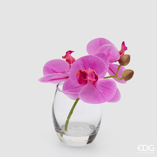 EDG Enzo De Gasperi Orchidea Phalaenopsis con Bocciolo e Vaso H15 cm Rosa Scuro