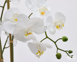 EDG Enzo De Gasperi Orchidea Phalaenopsis x8 con Bocciolo e Vaso H90 cm