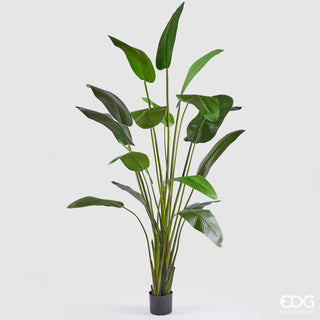 EDG Enzo De Gasperi Pianta Artificiale Strelitzia con Vaso H310 cm