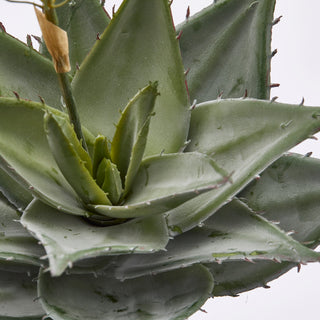 EDG Enzo De Gasperi Ramo Artificiale di Aloe Succulent H36 cm