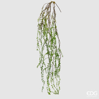 EDG Enzo De Gasperi Ramo Cadente di Pilea H145 cm