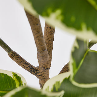 EDG Planta de ficus artificial Enzo De Gasperi Al. 180 cm