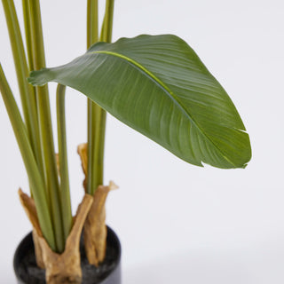 EDG Enzo De Gasperi Pianta Banano 9 foglie con Vaso H120 cm