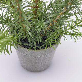 EDG Enzo De Gasperi Rosemary Plant in Pot H58 cm