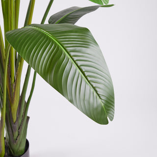 EDG Enzo De Gasperi Pianta Artificiale Strelitzia con Vaso H310 cm