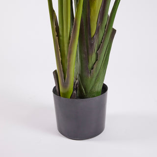 EDG Enzo De Gasperi Pianta Artificiale Strelitzia con Vaso H310 cm