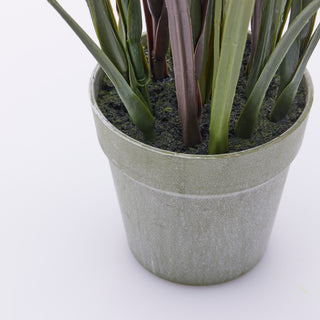 EDG Enzo De Gasperi Festuca plant with pot H102 cm