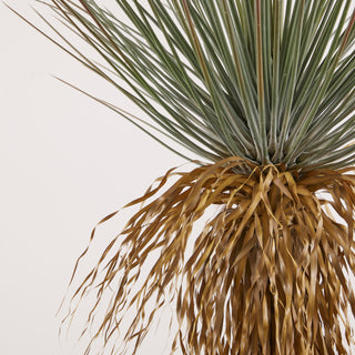 EDG Enzo De Gasperi pianta Yucca Con Vaso H220 cm