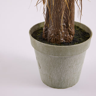 EDG Enzo De Gasperi pianta Yucca Con Vaso H220 cm