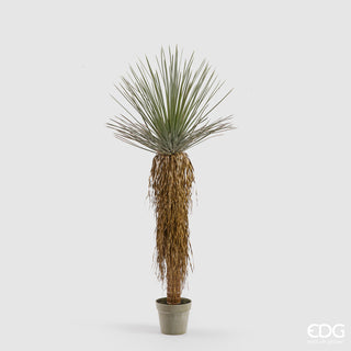 EDG Enzo De Gasperi pianta Yucca Con Vaso H152 cm