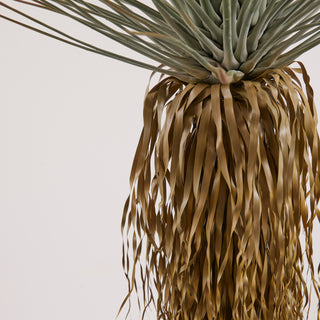 EDG Enzo De Gasperi pianta Yucca Con Vaso H152 cm