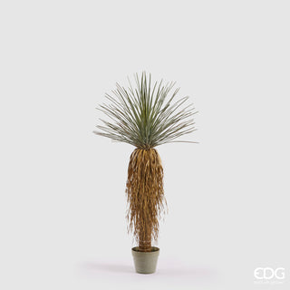 EDG Enzo De Gasperi pianta Yucca Con Vaso H122 cm