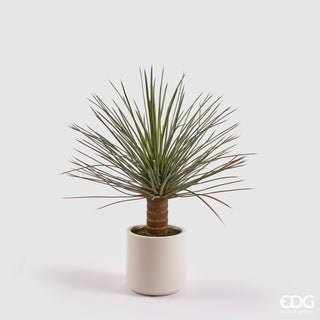 EDG Enzo De Gasperi pianta Yucca Con Vaso in Ceramica H81