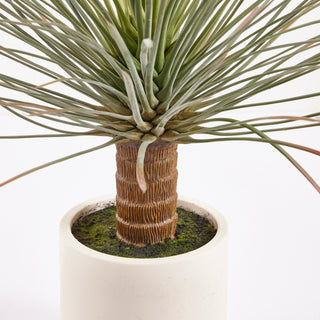 EDG Enzo De Gasperi pianta Yucca Con Vaso in Ceramica H81