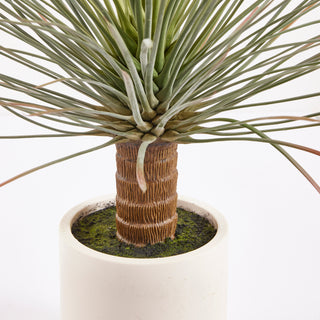 EDG Enzo De Gasperi Yucca Plant With Ceramic Pot H81