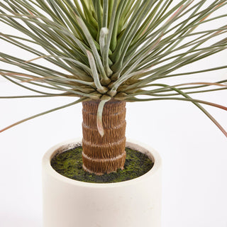 EDG Enzo De Gasperi pianta Yucca Con Vaso in Ceramica H99 cm