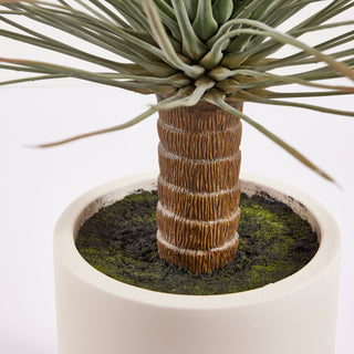 EDG Enzo De Gasperi pianta Yucca Con Vaso in Ceramica H99 cm