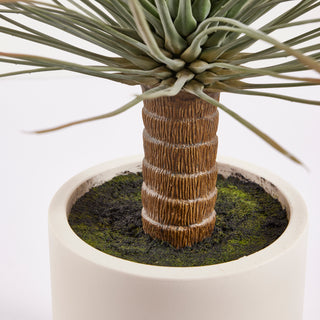 EDG Enzo De Gasperi Yucca Plant With Ceramic Pot H99 cm