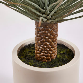 EDG Enzo De Gasperi pianta Yucca Con Vaso in Ceramica H124