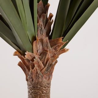 EDG Enzo De Gasperi Pianta Yucca con Vaso H254 cm