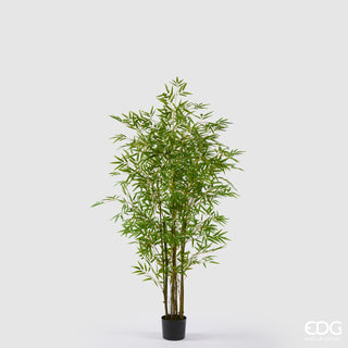 EDG Enzo De Gasperi Pianta Bamboo con vaso H 150 cm Verde