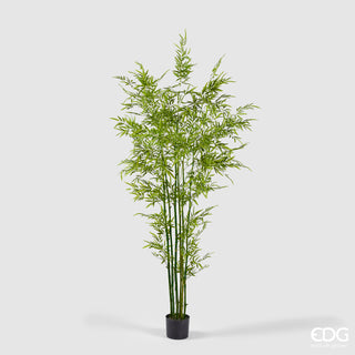 EDG Enzo De Gasperi Pianta Bamboo con vaso H 210 cm Verde Natural