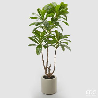 EDG Enzo De Gasperi Artificial Plant Camellia Carinata with Vase H185 cm