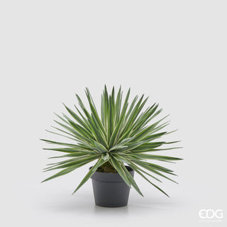 EDG Enzo De Gasperi pianta con vaso Agave Succulent H45 Soft touch