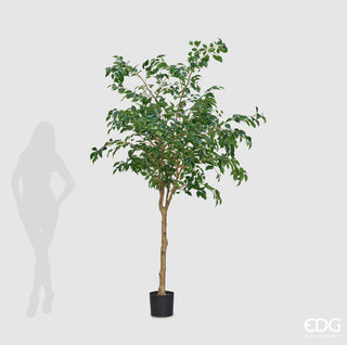 EDG Enzo De Gasperi Pianta Artificiale Ficus Beniamino H232 cm