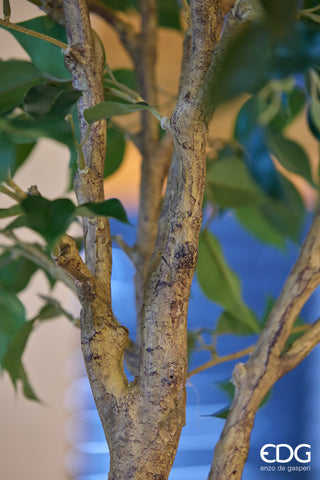 EDG Enzo De Gasperi Pianta Artificiale Ficus Beniamino H232 cm