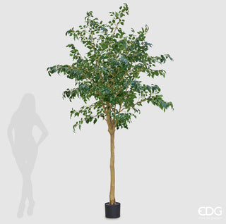 EDG Enzo De Gasperi Pianta Artificiale Ficus Beniamino H280 cm