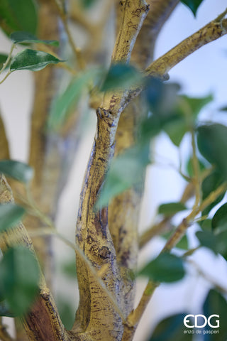 EDG Enzo De Gasperi Pianta Artificiale Ficus Beniamino H305 cm